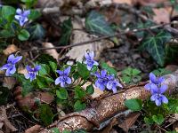 Reihe Waldveilchen hellblau